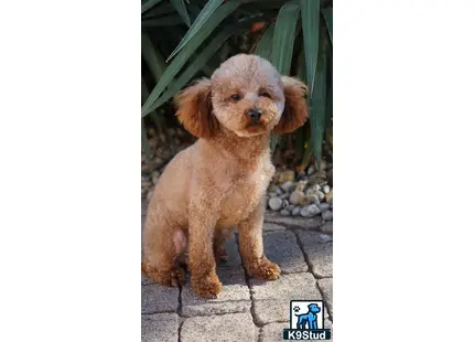 a poodle dog standing on a stone surface